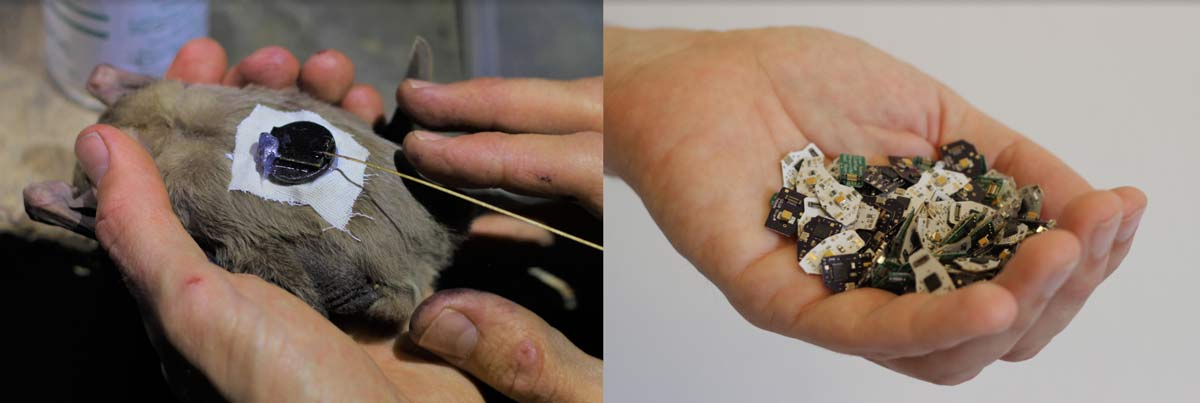 434 MHz Tracking Devices that Attach to Wild Bats